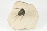 1.45" Cyphaspis Eberhardiei Trilobite - Foum Zguid, Morocco - #201639-1